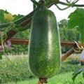 Ash gourd
